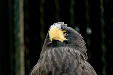 オオワシ　
