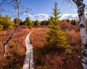 path in the autumn