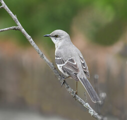 mockingbird standing on tree branch
