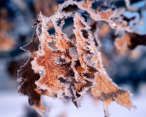 frost on leaves