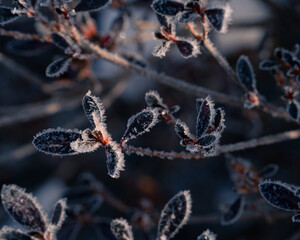 frost on a leaf