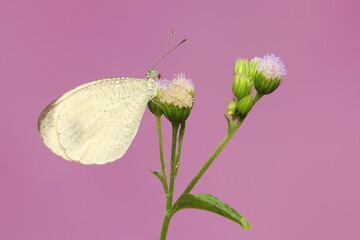 A psyche butterfly sucks the nectar of a wildflower. This insect has the scientific name Leptosia...