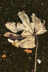 Dry leaf fallen from a tree lies on the wet asphalt.