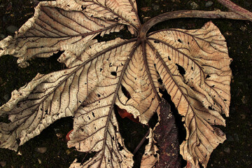 The texture of a dry leaf lying on wet asphalt