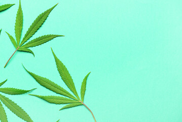 Cannabis leaves on beige background