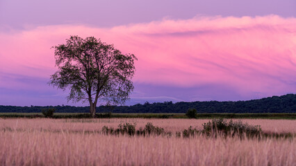 field at sunset