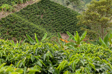 Colombian coffe landscape