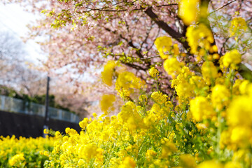 河津桜と菜の花