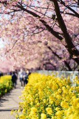 河津桜と菜の花