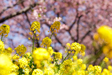 河津桜と菜の花