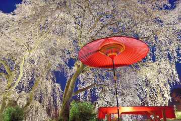 身延桜（妙法寺のしだれ桜）