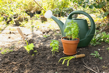 Basil seedlings and gardening tools in greenhouse