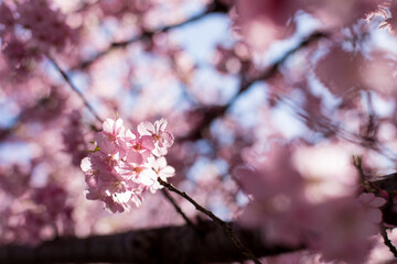 河津桜の風景