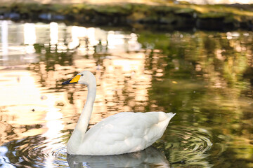 Beautiful white swan  swimming in lake