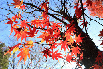 紅葉した木