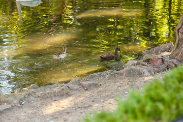 Cute ducks in pond of zoological garden
