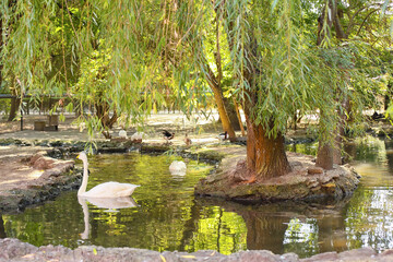 Pond with different birds in zoological garden