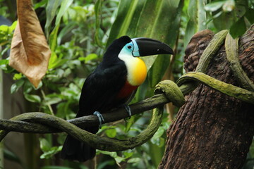 Toucan on a tree