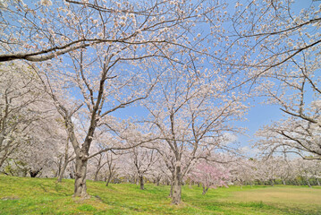 ソメイヨシノの桜並木