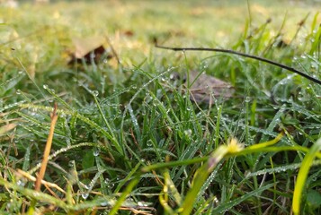 Close up of fresh thick grass with water drops in the early morn