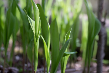 New leaves of lilies of the valley in the spring forest, selective focus