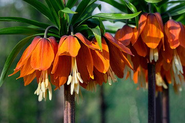 Crown Imperials flowers, Kaiser's Crown, Fritillaria imperialis in the garden, close-up, selective...