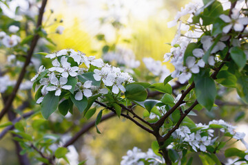 Lush flowering of a pear tree on a spring day in the sun