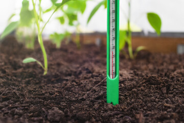 Measurement of soil temperature in a bed with pepper seedlings. Climate control for growing vegetables - obrazy, fototapety, plakaty