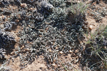 Dried lichens growing in arid climate soil