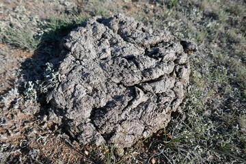 Dried cow manure in desert field