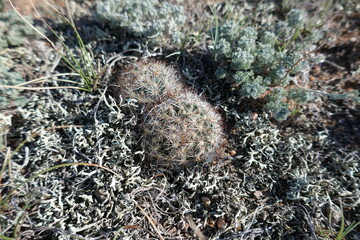 Two small cacti growing together with lichen