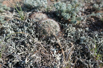 Dry climate plants and lichens growing