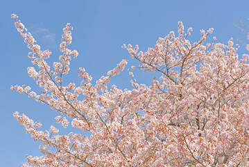 浅井の一本桜