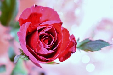 close up of a red rose