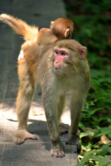 mother and macaque