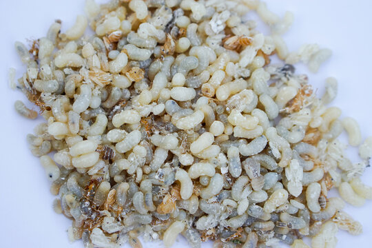 Esans Bilder Durchsuchen 1,405 Archivfotos, und Videos