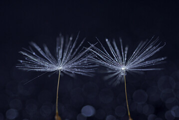 タンポポの綿毛 © Kinapi