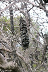 Banksia Seed Pod on the Coastal Track Royal National Park New South Wales Australia