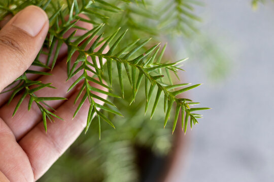 Holding branch of Arucaria colonial pine in hand
