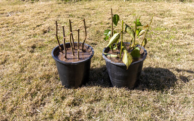 Bougainvillea plants growing in a pots