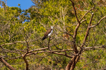 枯れ枝にとまるミサゴ