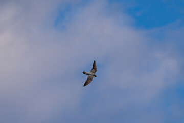 獲物を探して飛翔する隼