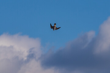 獲物を見つけ急降下する隼