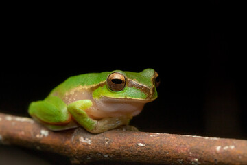 Pearson's stream or cascade tree frog (Litoria pearsoniana) sitting on a branch. A vulnerable species photographed Byron Bay region, NSW, Australia.