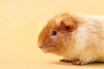 Funny Guinea pig on beige background, closeup