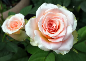 bouquet of pink roses