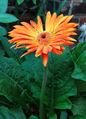 Close-up of African chrysanthemum flowers