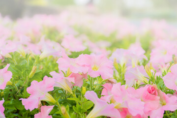 pastel pink petunia flower blooming field in garden with blurry background & soft sunlight. flowers blooming on softness style in spring summer under sunrise