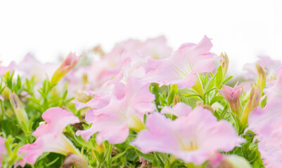 Fototapeta premium pastel pink petunia flower blooming field in garden with blurry background & soft sunlight. flowers blooming on softness style in spring summer under sunrise