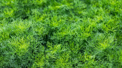Green Dill in Organic Farm.Concept of clean, safe, healthy food.